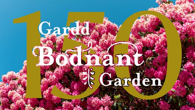 Pink rhododendrons in the garden at Bodnant with 150 years text